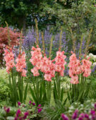 Gladiolus Cherry Candy, Forever Bulbs Gladiolus Cherry Candy, Forever Bulbs