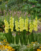Gladiolus Kio, Forever Bulbs Gladiolus Kio, Forever Bulbs