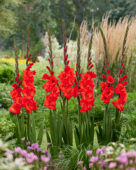 Gladiolus Bunga, Forever Bulbs Gladiolus Bunga, Forever Bulbs