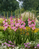 Gladiolus Sunbelt, Forever Bulbs Gladiolus Sunbelt, Forever Bulbs