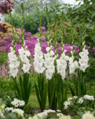 Gladiolus Puravida, Forever Bulbs, For Ever Bulbs