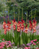 Gladiolus Ocaso, Forever Bulbs Gladiolus Ocaso, Forever Bulbs