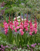 Gladiolus, Forever Bulbs, For Ever Bulbs