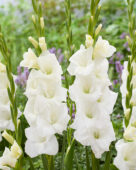 Gladiolus Tibet, Forever Bulbs, For Ever Bulbs