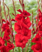 Gladiolus Red Balance, Forever Bulbs, For Ever Bulbs
