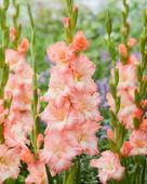 Gladiolus Monte Gordo, Forever Bulbs