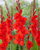 Gladiolus Magma, Forever Bulbs