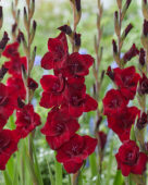 Gladiolus Fat Boy, Forever Bulbs