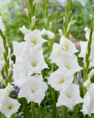 Gladiolus Nova Zembla, Forever Bulbs
