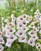 Gladiolus Fiorentina