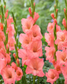 Gladiolus Sugar Babe, Forever Bulbs
