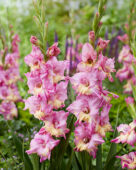Gladiolus Sunbelt, Forever Bulbs
