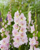 Gladiolus Magenta Princess, Forever Bulbs