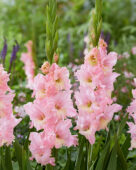 Gladiolus Pink Lightning, Forever Bulbs