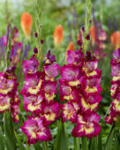 Gladiolus Seashore ,Forever Bulbs