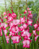 Gladiolus Milkshake, Forever Bulbs