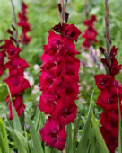 Gladiolus Black Star, Forever Bulbs