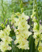 Gladiolus Alicia, Forever Bulbs, For Ever Bulbs