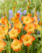 Gladiolus Sunshine, Forever Bulbs, For Ever Bulbs