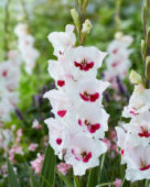 Gladiolus Fiorentina, Forever Bulbs