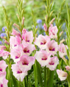 Gladiolus pink bicolour