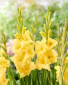 Gladiolus yellow