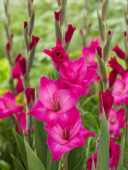 Gladiolus roze