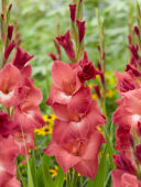 Gladiolus Indian Summer, Forever Bulbs, For Ever Bulbs