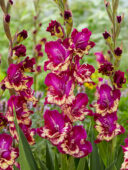 Gladiolus Colour Club, Forever Bulbs Gladiolus Colour Club, Forever Bulbs