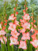 Gladiolus Dolce Vita, Forever Bulbs Gladiolus Dolce Vita, Forever Bulbs