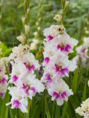 Gladiolus Violet Heart, Forever Bulbs Gladiolus Violet Heart, Forever Bulbs