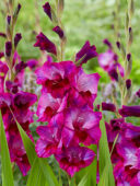 Gladiolus purple, Forever BulbsBulbs Gladiolus purple, Forever BulbsBulbs