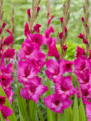 Gladiolus Kenia, Forever Bulbs Gladiolus Kenia, Forever Bulbs