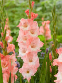 Gladiolus Karma, Forever Bulbs Gladiolus Karma, Forever Bulbs