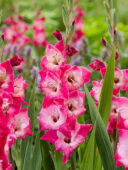 Gladiolus Lizzy, Forever Bulbs, For Ever Bulbs