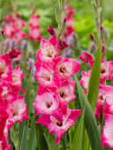 Gladiolus Lizzy, Forever Bulbs Gladiolus Lizzy, Forever Bulbs