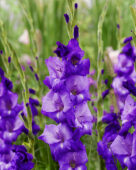 Gladiolus Mojito, Forever Bulbs Gladiolus Mojito, Forever Bulbs