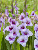 Gladiolus Tina, Forever Bulbs Gladiolus Tina, Forever Bulbs