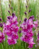Gladiolus Purple Art, Forever Bulbs Gladiolus Purple Art, Forever Bulbs