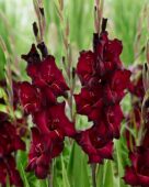 Gladiolus Back Surprise