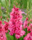 Gladiolus Flaming Sunset, Forever Bulbs, For Ever Bulbs