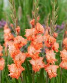 Gladiolus Coral Crush, Forever Bulbs, For Ever Bulbs