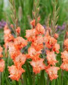 Gladiolus Coral Crush, Forever Bulbs Gladiolus Coral Crush, Forever Bulbs