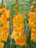 Gladiolus Peche Melba, Forever Bulbs Gladiolus Peche Melba, Forever Bulbs