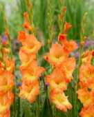 Gladiolus Flaming Sunrise, Forever Bulbs, For Ever Bulbs