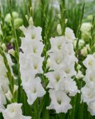 Gladiolus Essential, Forever Bulbs, For Ever Bulbs
