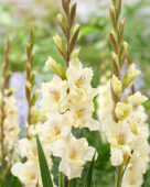 Gladiolus Dreamy Creamy, Forever Bulbs Gladiolus Dreamy Creamy, Forever Bulbs