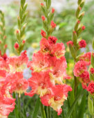 Gladiolus Mango Muse, Forever Bulbs, For Ever Bulbs