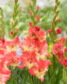 Gladiolus Mango Muse, Forever Bulbs Gladiolus Mango Muse, Forever Bulbs