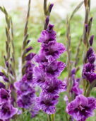 Gladiolus Iguazu, Forever Bulbs Gladiolus Iguazu, Forever Bulbs